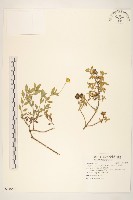 藏品(天蓬草舅)的圖片