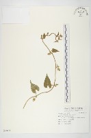 藏品(白花牽牛)的圖片