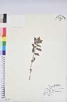 藏品(飛揚草)的圖片