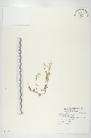 藏品(焊菜)的圖片