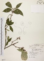 藏品(石苓舅)的圖片