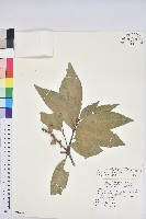 藏品(三斗石櫟)的圖片