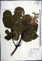 藏品(梧桐)的圖片