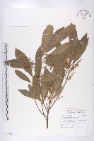 藏品(杜英、山杜英、蘭嶼杜英)的圖片