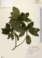 藏品(降真香)的圖片