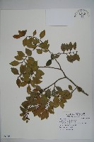 藏品(早田氏冬青)的圖片