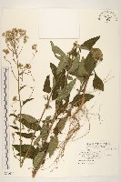 藏品(一枝香)的圖片