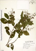 藏品(九芎)的圖片