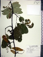 藏品(疏花魚藤)的圖片