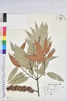 藏品(火燒柯、栲樹)的圖片