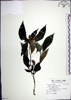 藏品(角桐草、台灣半蒴苣苔)的圖片