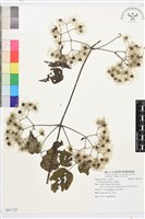 藏品(串鼻龍)的圖片