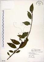 藏品(華八仙)的圖片