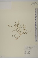 藏品(大瓜槌草)的圖片