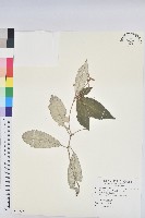 藏品(裡白巴豆)的圖片