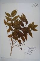 藏品(木蠟樹、山漆)的圖片