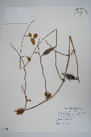 藏品(武靴藤)的圖片