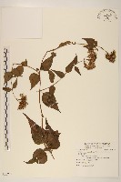 藏品(田代氏澤蘭)的圖片