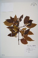 藏品(高山莢迷)的圖片