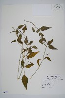 藏品(銀脈爵床)的圖片