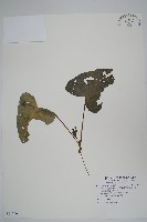 藏品(薄葉細辛、尾花細辛)的圖片