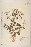 藏品(小米菊)的圖片