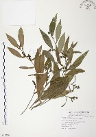 藏品(柚葉藤)的圖片