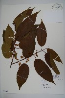 藏品(朱紅水木)的圖片