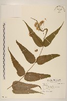 藏品()的圖片