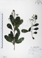 藏品(七里香、台灣海桐)的圖片