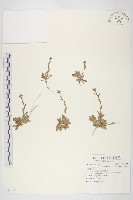 藏品(臺灣筷子芥)的圖片