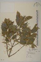 藏品(大丁黃)的圖片