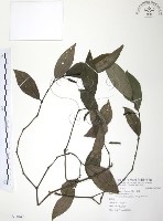 藏品(風藤)的圖片