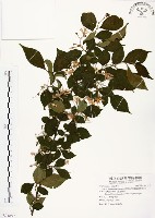 藏品(烏皮九芎、奮起湖野茉莉)的圖片