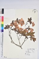 藏品(金毛杜鵑)的圖片