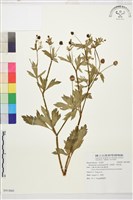 藏品(水辣菜、禺毛茛)的圖片