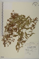 藏品(臺灣馬蘭)的圖片