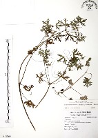 藏品(野老鸛草)的圖片