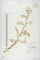 藏品(水花菜)的圖片