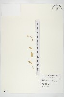 藏品(小白菜、不結球白菜)的圖片