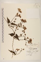 藏品(蔓澤蘭)的圖片