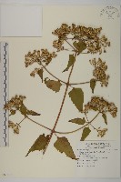 藏品(香澤蘭、飛機草)的圖片