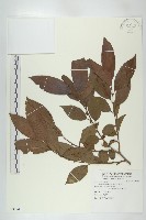 藏品(山紅柿)的圖片