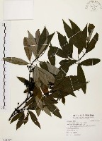 藏品(山胡椒)的圖片