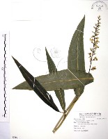 藏品(山月桃)的圖片