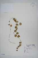 藏品(普刺特草)的圖片