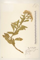 藏品(翼莖闊苞菊)的圖片