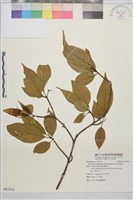 藏品(中原氏鼠李)的圖片