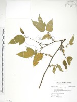 藏品(小構樹)的圖片