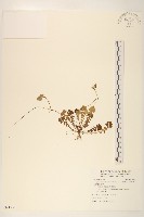 藏品(臺灣稻槎草)的圖片